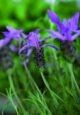 Ulei esential lavanda fina de altitudine BIO 10ml - 2